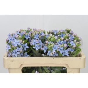 OXY CO TAN PURE BLU