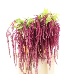 AMAR LOVE LIES BLEEDING