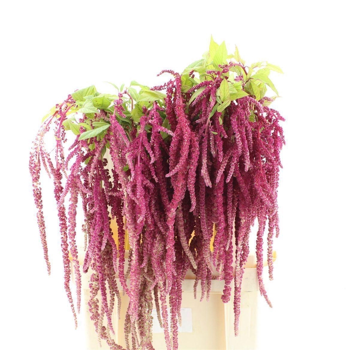 <h4>AMAR LOVE LIES BLEEDING</h4>