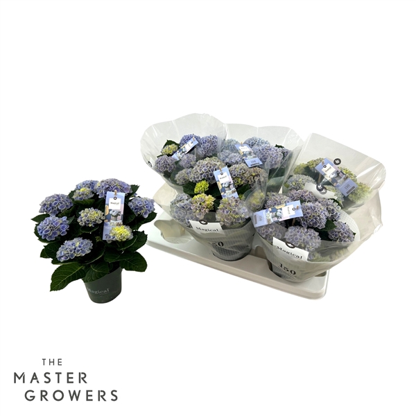 <h4>Hydrangea macr. Magical Revolution 12 cm Blauw 5-6 Bloem</h4>
