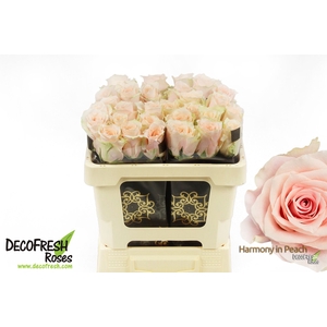 R Gr Harmony Peach
