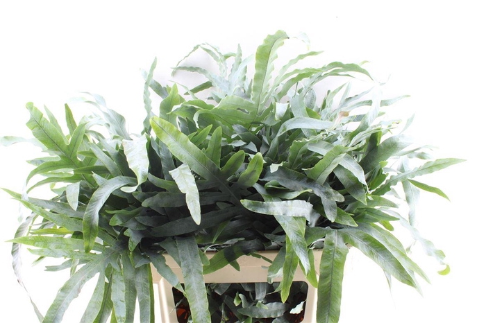 <h4>Cyrtomium Fort</h4>