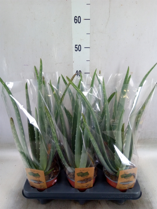 <h4>Aloe vera</h4>