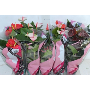 ANTHURIUM VARIADO P12