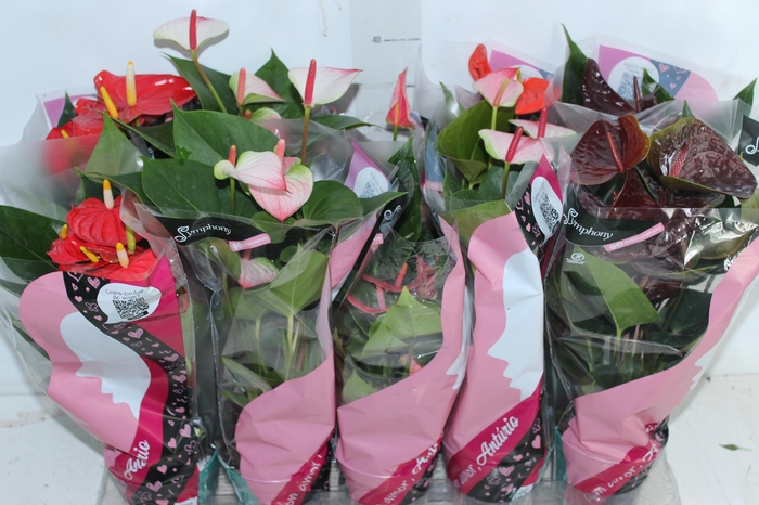 <h4>ANTHURIUM VARIADO P12</h4>