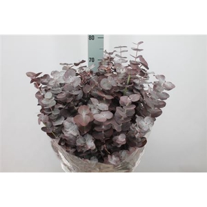 Euca Pulvirulenta Red Lang 300 Gram