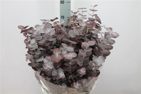 <h4>Euca Pulvirulenta Red Lang 300 Gram</h4>