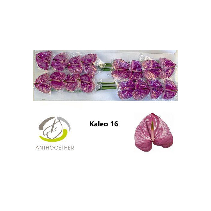 <h4>Anth A Kaleo</h4>