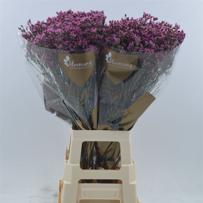 <h4>Limonium Sinense Tiffany Diamond</h4>