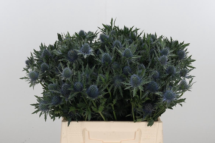 <h4>Eryng Aquarius</h4>