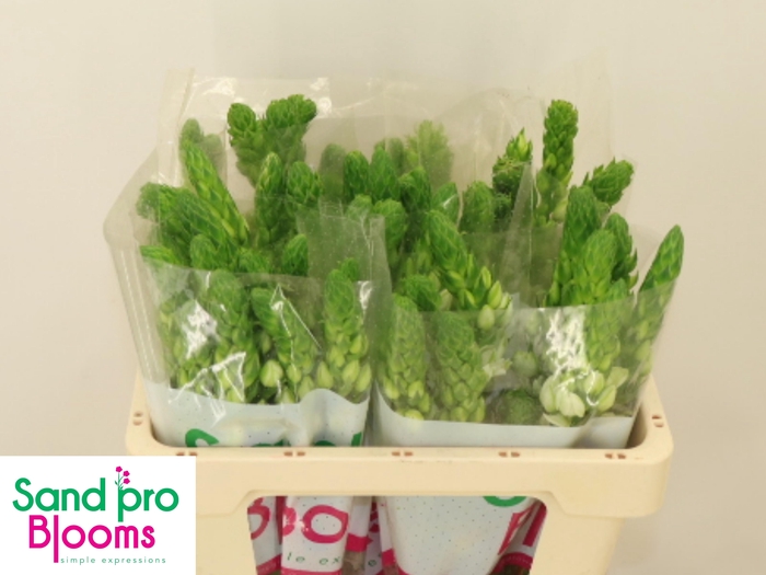 <h4>ORNIT THY MILKY WAY</h4>