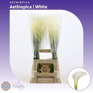 Aethiopica White Dream