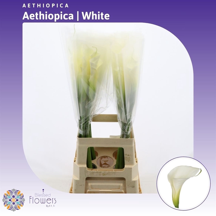 <h4>Aethiopica White Dream</h4>
