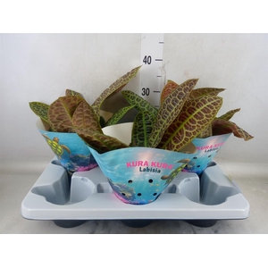 Labisia obtusifolia 'Kura Kura'