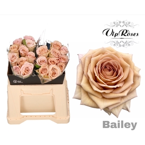 R GR BAILEY! x20