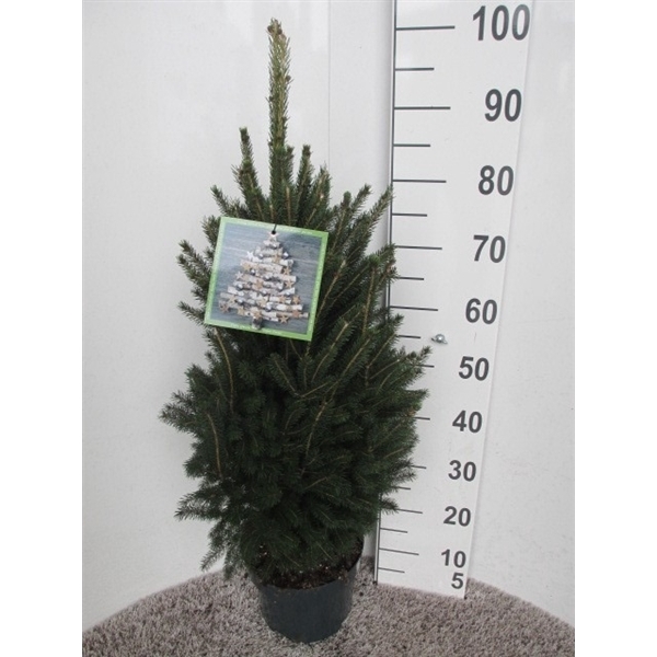 <h4>Picea glauca Super Green 60-70 P23</h4>