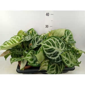 Anthurium   ...