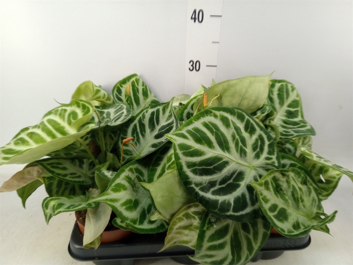 <h4>Anthurium   ...</h4>