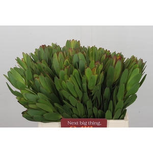 Leucadendron Goldstrike