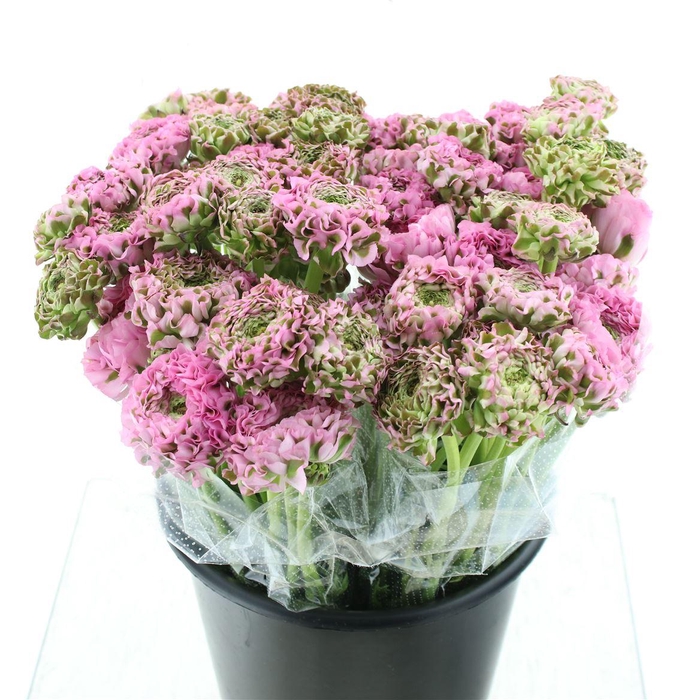 <h4>Ran Ponpon Hermione Dark Pink Extra</h4>