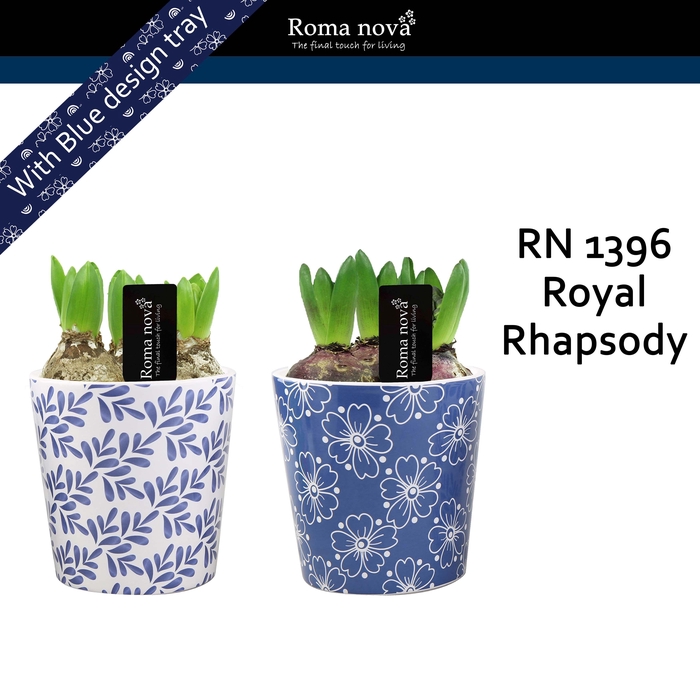 <h4>1396 - Royal Rhapsody (Hyacint)</h4>