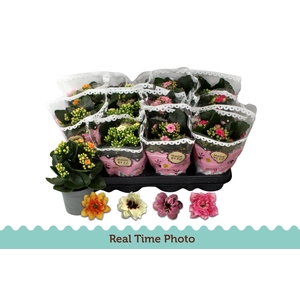 KAL GE GEM TWEEKL BL