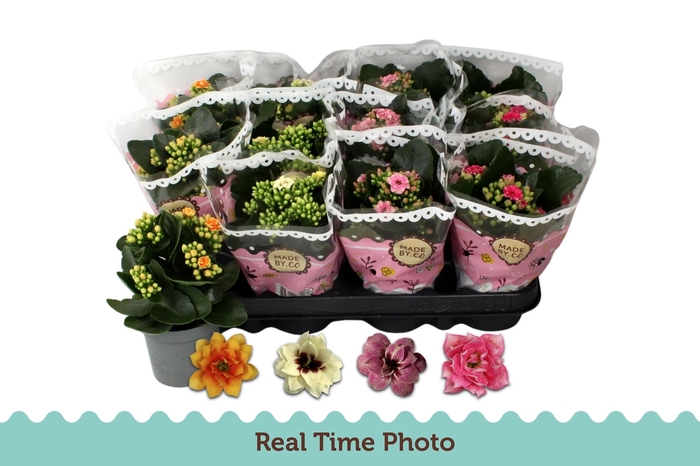 <h4>KAL GE GEM TWEEKL BL</h4>