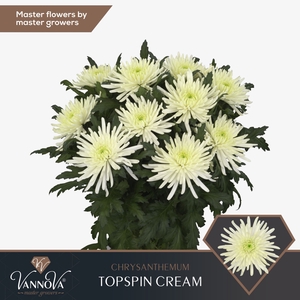 CHRYSANTHEMUM PL TOPSPIN CREAM CHR