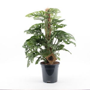 Monstera Monkey Leaf