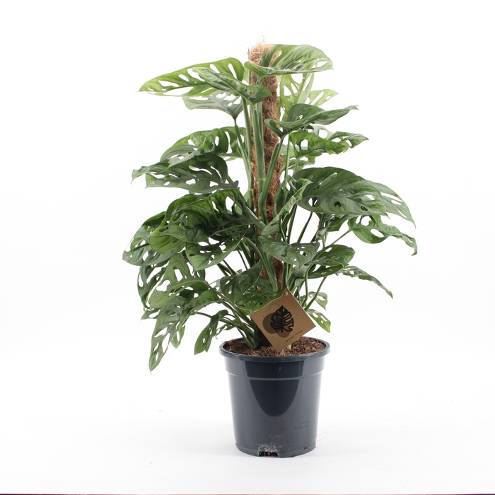 <h4>Monstera Monkey Leaf</h4>