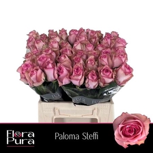 Rosa a grande fleur Paloma Steffi