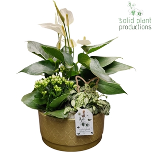 AT003 Loes Dark Green Anthurium