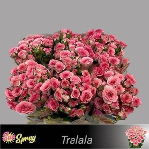 Rosa spray tralala