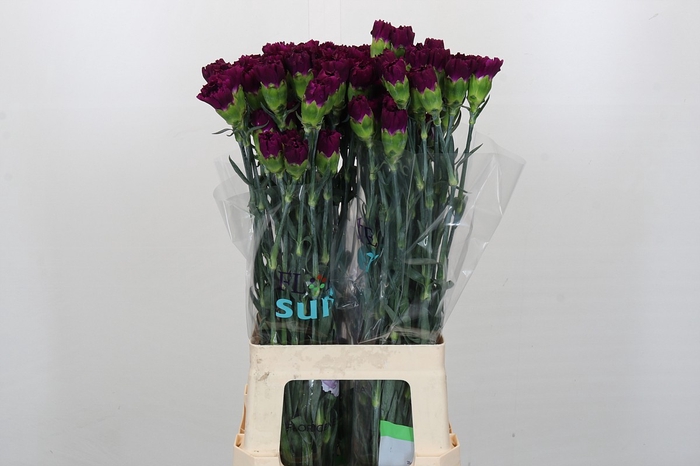 <h4>Dianthus St Florigene Moontea</h4>