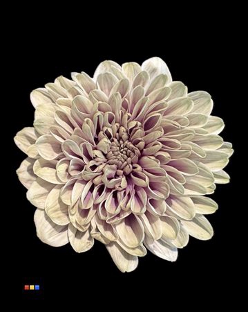<h4>Chr T Altaj Purple Fresh</h4>