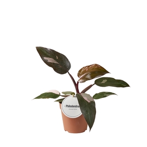 Philodendron Burgundy Princess