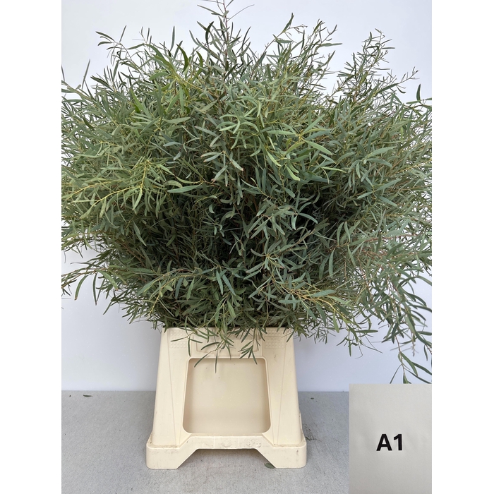 <h4>EUC NICHOLII PB</h4>