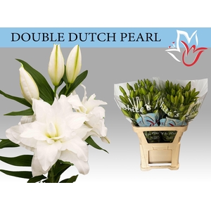 LI OR DU DD PEARL