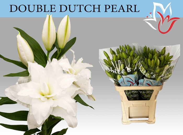 <h4>LI OR DU DD PEARL</h4>