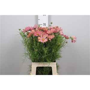 Cosmos Bipin Apricot