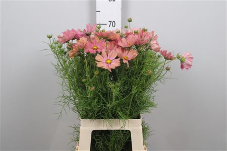 <h4>Cosmos Bipin Apricot</h4>