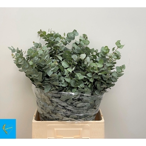 EUC BRIDGESIANA P BS