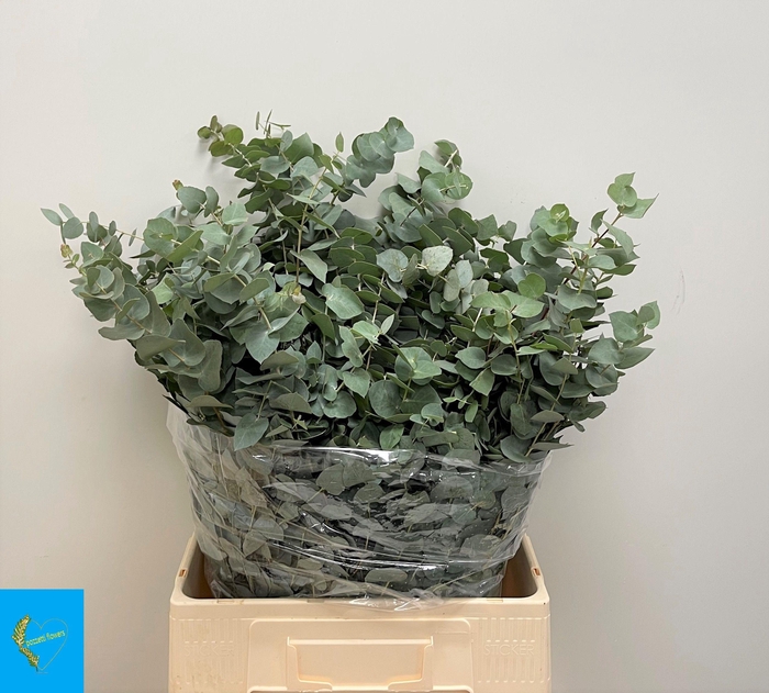 <h4>EUC BRIDGESIANA P BS</h4>