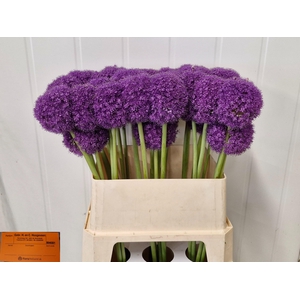 ALLIUM GIGANTEUM