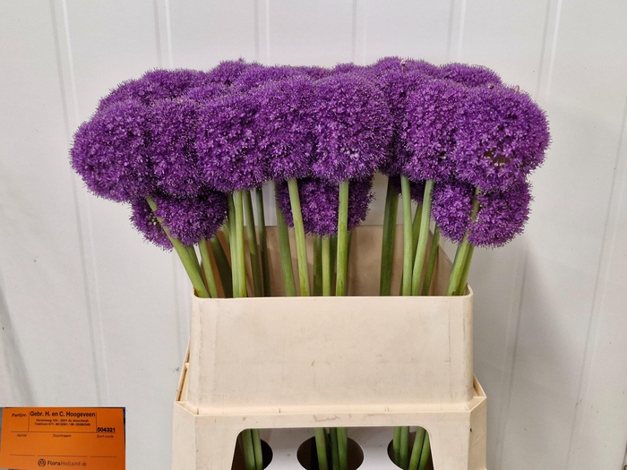 <h4>ALLIUM GIGANTEUM</h4>