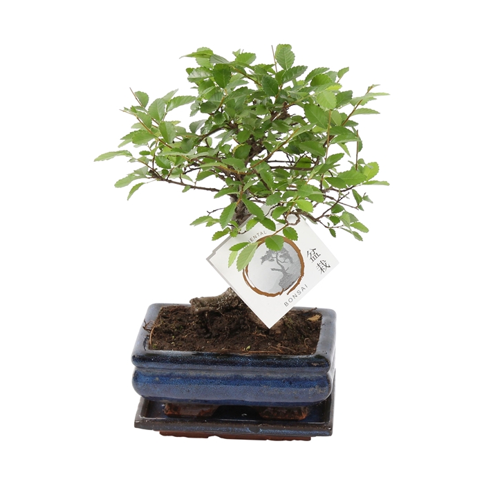 <h4>Bonsai 'Zelkova parv.' in ø15cm Ceramic Ball Shape with Saucer</h4>
