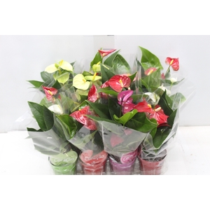 ANTHURIUM VARIADO P09