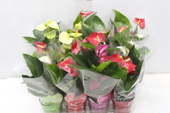 <h4>ANTHURIUM VARIADO P09</h4>