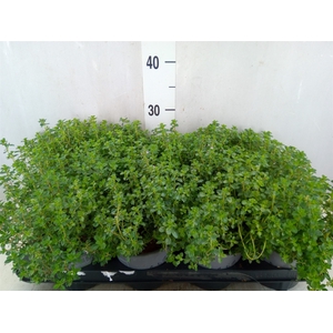 Thymus citriodorus 'Silver Queen'