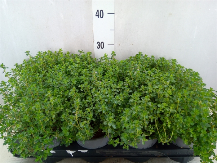 <h4>Thymus citriodorus 'Silver Queen'</h4>